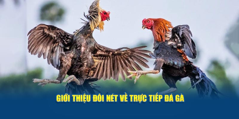 gioi-thieu-doi-net-ve-truc-tiep-da-ga
