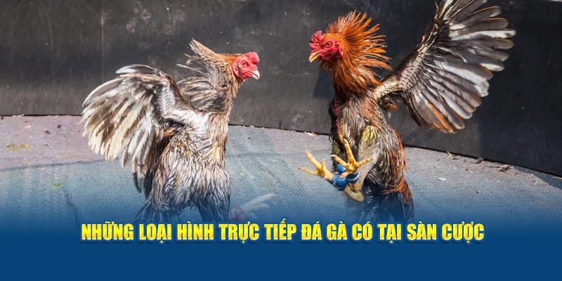 nhung-loai-hinh-truc-tiep-da-ga-co-tai-san-cuoc