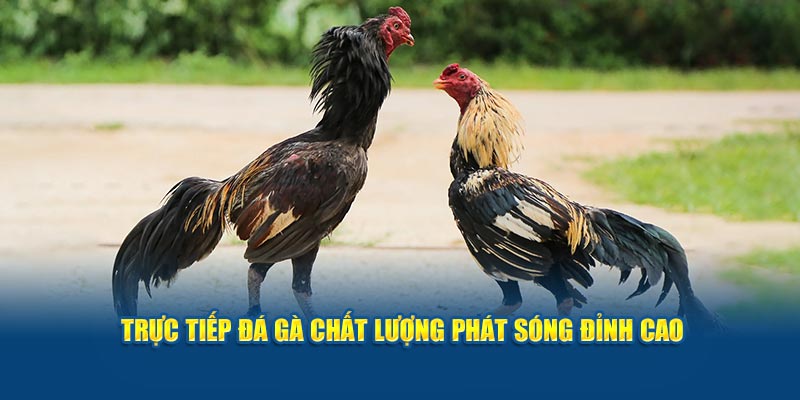 truc-tiep-da-ga-chat-luong-phat-song-dinh-cao